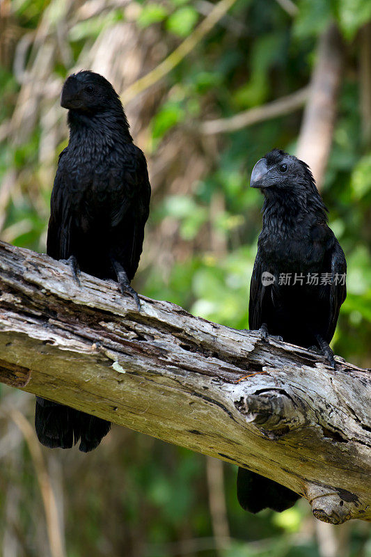 一对嘴光滑的阿尼鸟(Crotophaga Ani)坐在树上吃早午餐